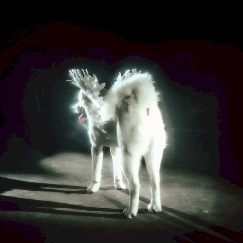 Fat Dog - Love