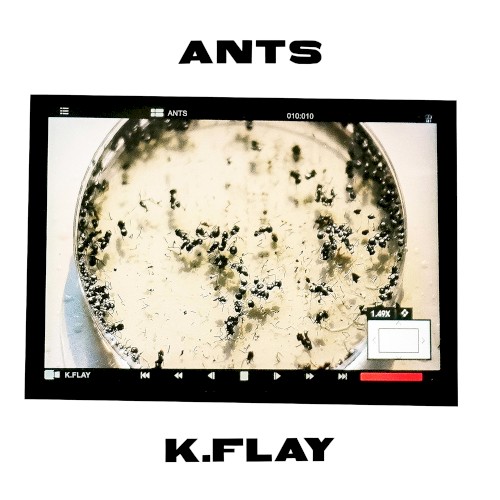 Ants - K.Flay - 2026-09-04